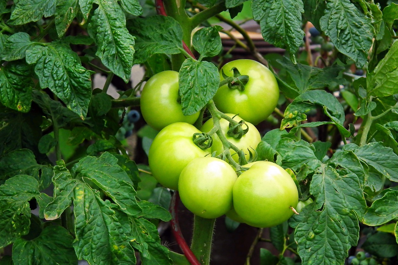 Der Balkon als Gemüsegarten: So gelingt der grüne Traum auch ohne Garten